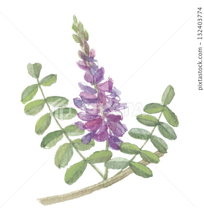 Taiwan Komatsunagi painted in watercolor 132403774