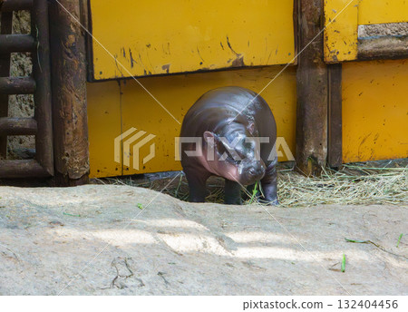 Kobitukaba of Kobe Animal Kingdom 132404456