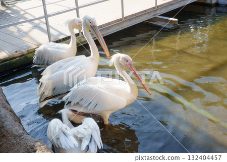 Great white pelican in the Kobe Animal Kingdom Great white pelican in the Kobe Animal Kingdom 132404457
