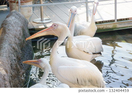 偉大的白色鵜鶘在神戶動物王國 偉大的白色鵜鶘在神戶動物王國 132404459
