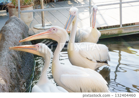 偉大的白色鵜鶘在神戶動物王國 132404460