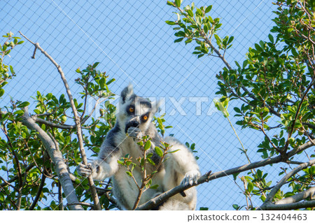 Ring-tailed lemurs at Kobe Animal Kingdom Ring-tailed lemurs at Kobe Animal Kingdom 132404463