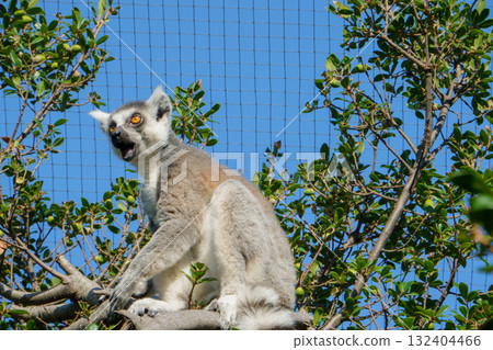 Ring-tailed lemurs at Kobe Animal Kingdom Ring-tailed lemurs at Kobe Animal Kingdom 132404466