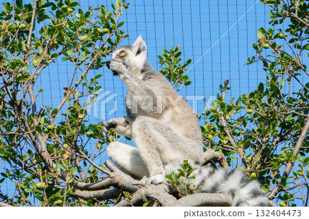 Ring-tailed lemurs at Kobe Animal Kingdom Ring-tailed lemurs at Kobe Animal Kingdom 132404473