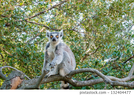 Ring-tailed lemurs at Kobe Animal Kingdom Ring-tailed lemurs at Kobe Animal Kingdom 132404477