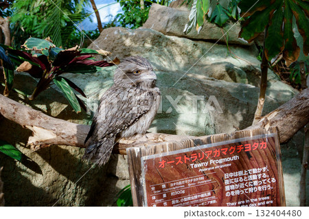 Tawny Frogmouth in Kobe Animal Kingdom 132404480