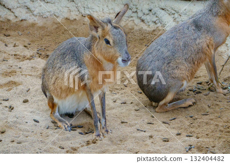 神戶動物王國的瑪拉 132404482