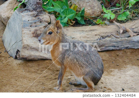 Mara of Kobe Animal Kingdom Mara of Kobe Animal Kingdom 132404484