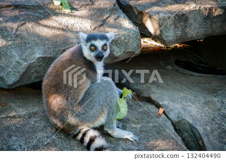 Ring-tailed lemurs at Kobe Animal Kingdom 132404490