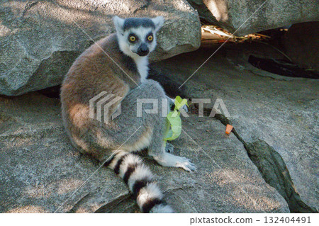 Ring-tailed lemurs at Kobe Animal Kingdom Ring-tailed lemurs at Kobe Animal Kingdom 132404491