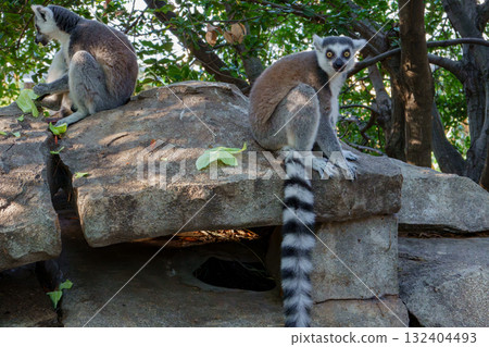 Ring-tailed lemurs at Kobe Animal Kingdom 132404493