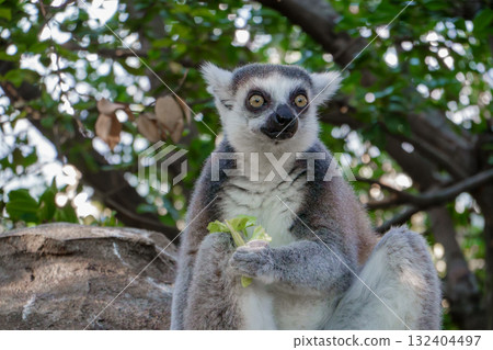 Ring-tailed lemurs at Kobe Animal Kingdom Ring-tailed lemurs at Kobe Animal Kingdom 132404497