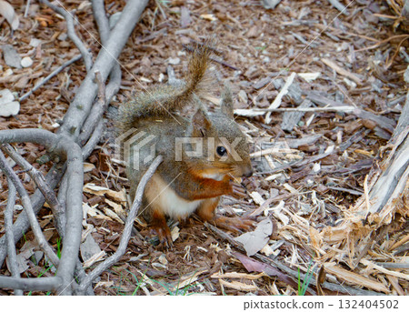 Squirrel (Hondoris squirrel) at Kobe Animal Kingdom Squirrel (Hondoris squirrel) at Kobe Animal Kingdom 132404502