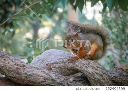 神戶動物王國的松鼠（宏都拉斯松鼠） 132404509
