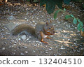 Squirrel (Hondoris squirrel) at Kobe Animal Kingdom 132404510