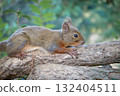 Squirrel (Hondoris squirrel) at Kobe Animal Kingdom 132404511