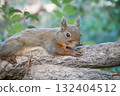 Squirrel (Hondoris squirrel) at Kobe Animal Kingdom 132404512