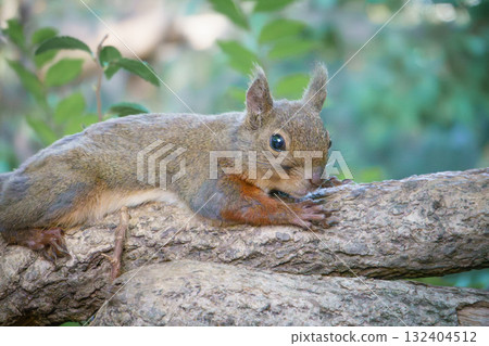 神戶動物王國的松鼠（宏都拉斯松鼠） 132404512