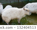 Capybara in Kobe Animal Kingdom 132404513