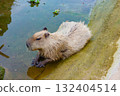 Capybara in Kobe Animal Kingdom 132404514