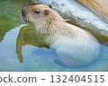 Capybara in Kobe Animal Kingdom 132404515