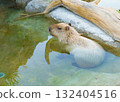 Capybara in Kobe Animal Kingdom 132404516