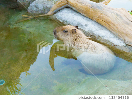 神戶動物王國的水豚 132404516