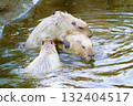 Capybara in Kobe Animal Kingdom 132404517