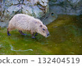 Capybara in Kobe Animal Kingdom 132404519