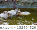 Capybara in Kobe Animal Kingdom 132404520