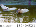 Capybara in Kobe Animal Kingdom 132404521