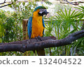 Ruri macaw of Kobe animal kingdom 132404522
