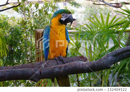 Ruri macaw of Kobe animal kingdom Ruri macaw of Kobe animal kingdom 132404522