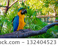 Ruri macaw of Kobe animal kingdom 132404523