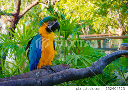 Ruri macaw of Kobe animal kingdom Ruri macaw of Kobe animal kingdom 132404523
