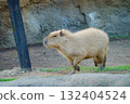 Capybara in Kobe Animal Kingdom 132404524
