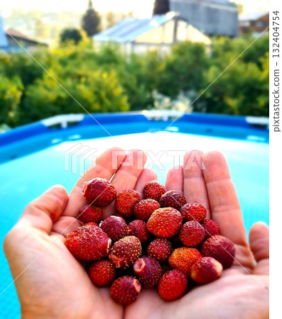 Freshly Picked Wild Strawberries Held in Cupped Hands, with a Bright Blue Swimming Pool in the Background. 132404754