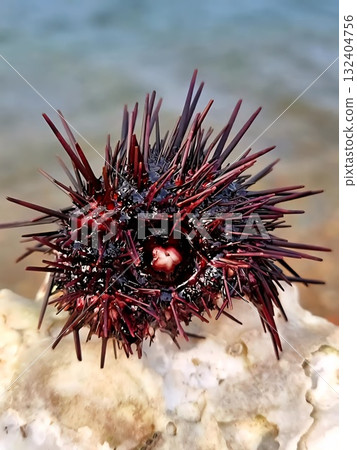 Close-up of a Dark Red Sea Urchin with Sharp Spines Resting on a White Rock near the Water's Edge. 132404756