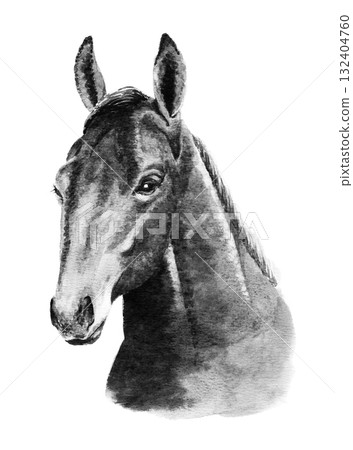 Analog monotone watercolor horse face 132404760