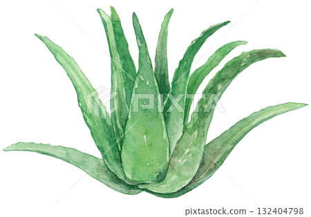 Large aloe plant 132404798