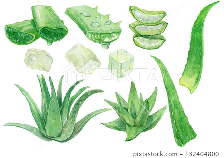 Watercolor aloe vera collection Watercolor aloe vera collection 132404800