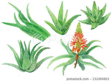 Aloe leaves, stems, and flowers watercolor illustrations Aloe leaves, stems, and flowers watercolor illustrations 132404801