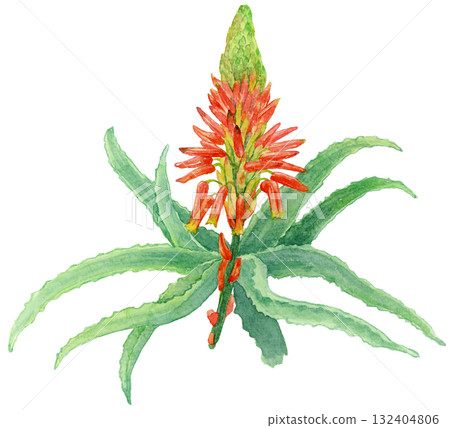 Aloe flowers and leaves watercolor illustration Aloe flowers and leaves watercolor illustration 132404806
