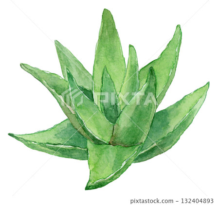 蘆薈植物畫水彩 蘆薈植物畫水彩 132404893