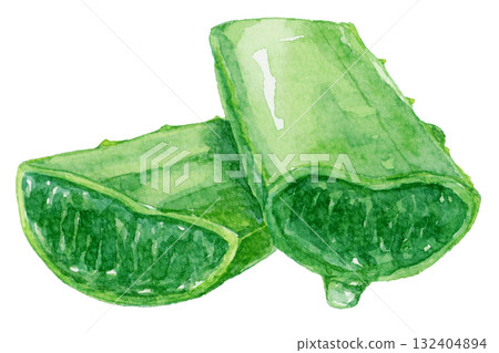 Aloe leaves cut into slices and intersecting watercolor illustration 132404894