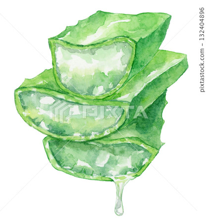 Watercolor cross section of an aloe leaf with water droplets 132404896