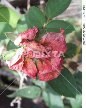 A dead rose 132404909