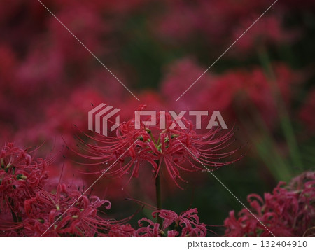 red spider lily 132404910