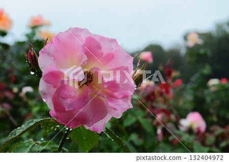 Beautiful roses blooming in the rain Beautiful roses blooming in the rain 132404972