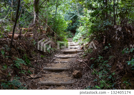 Narrow mountain path in the forest 132405174